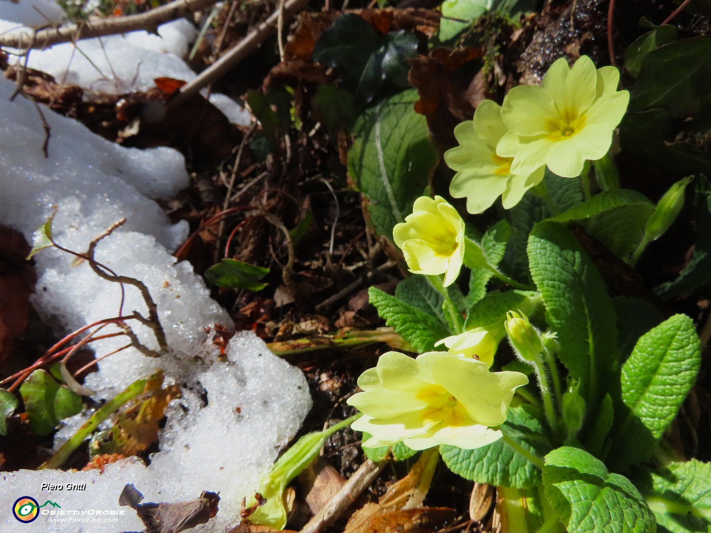 63 Primule in fiore si sono scrollate  il peso della neve .JPG